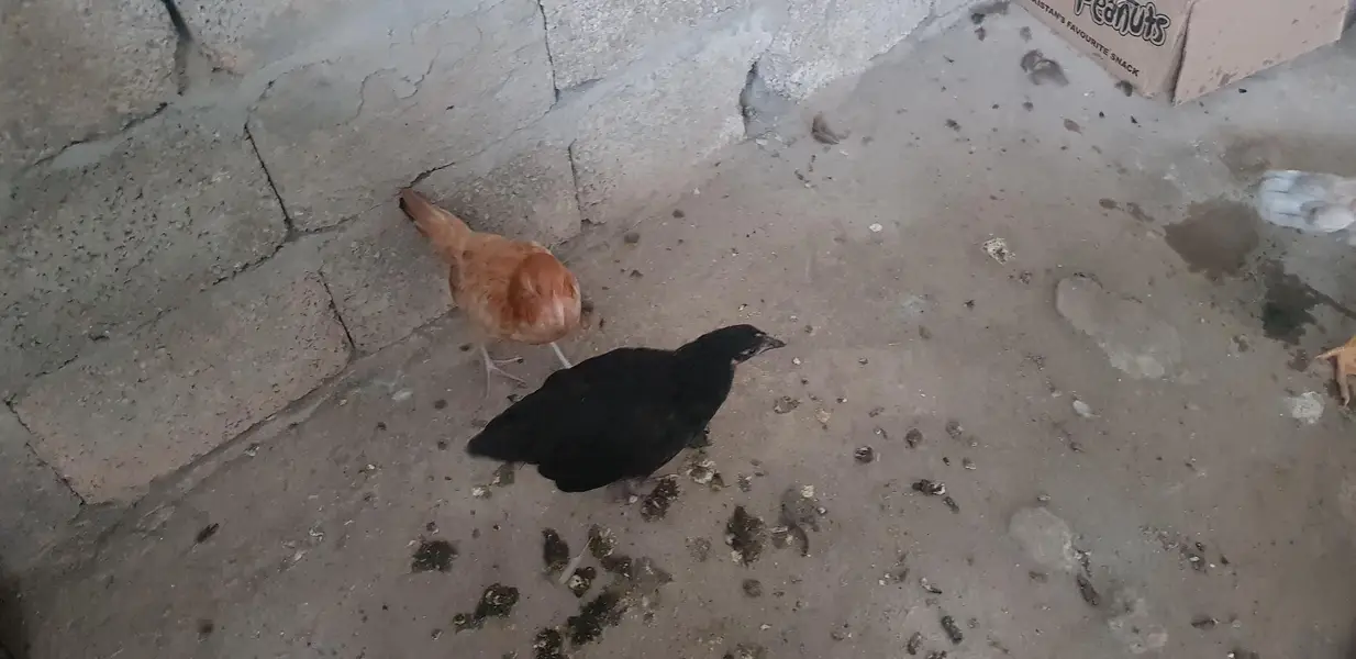 2x desi hen 2 chicks — photo 3