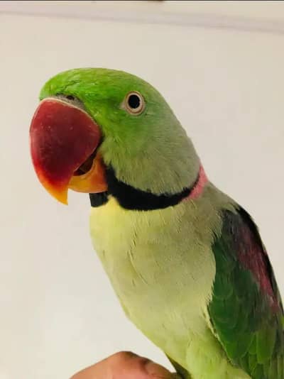 Alexandrine Raw Male