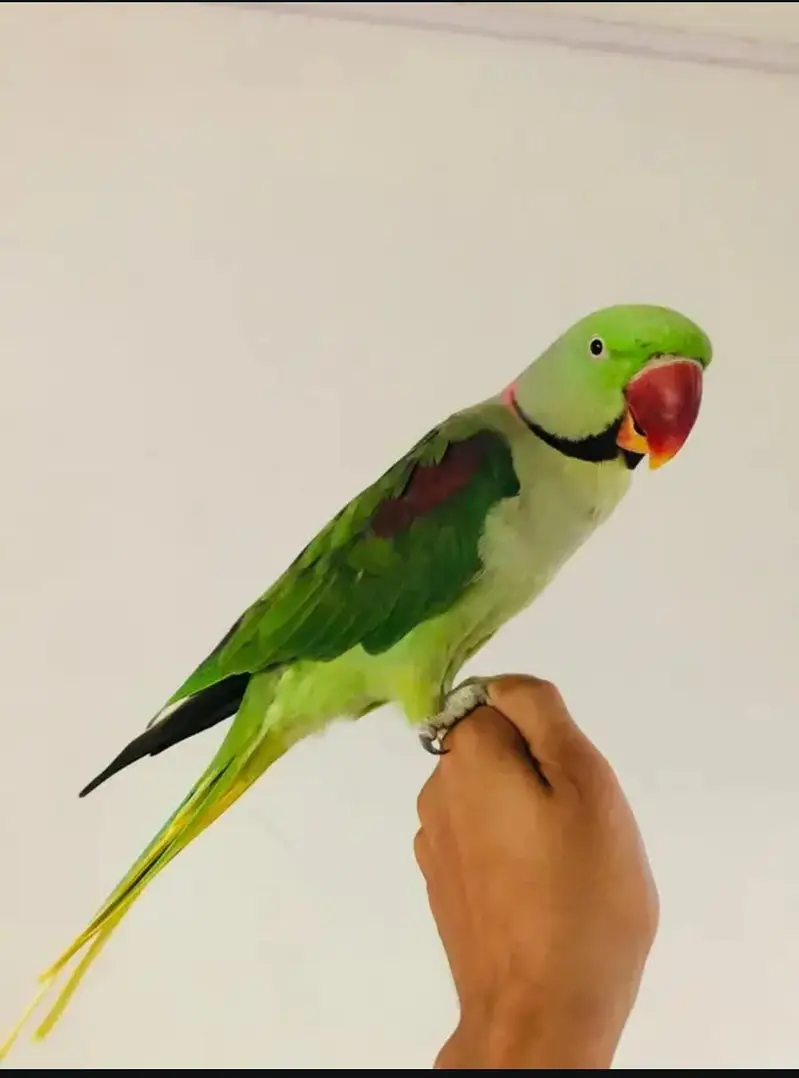 Alexandrine Raw Male — photo 2