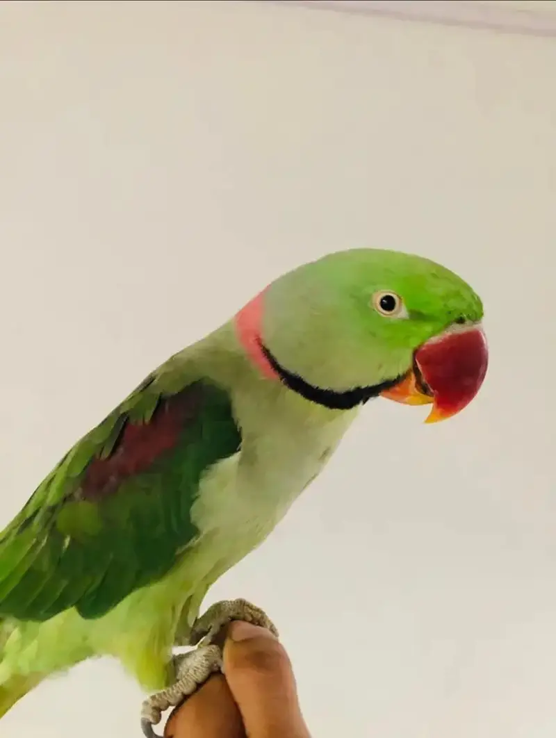 Alexandrine Raw Male — photo 3