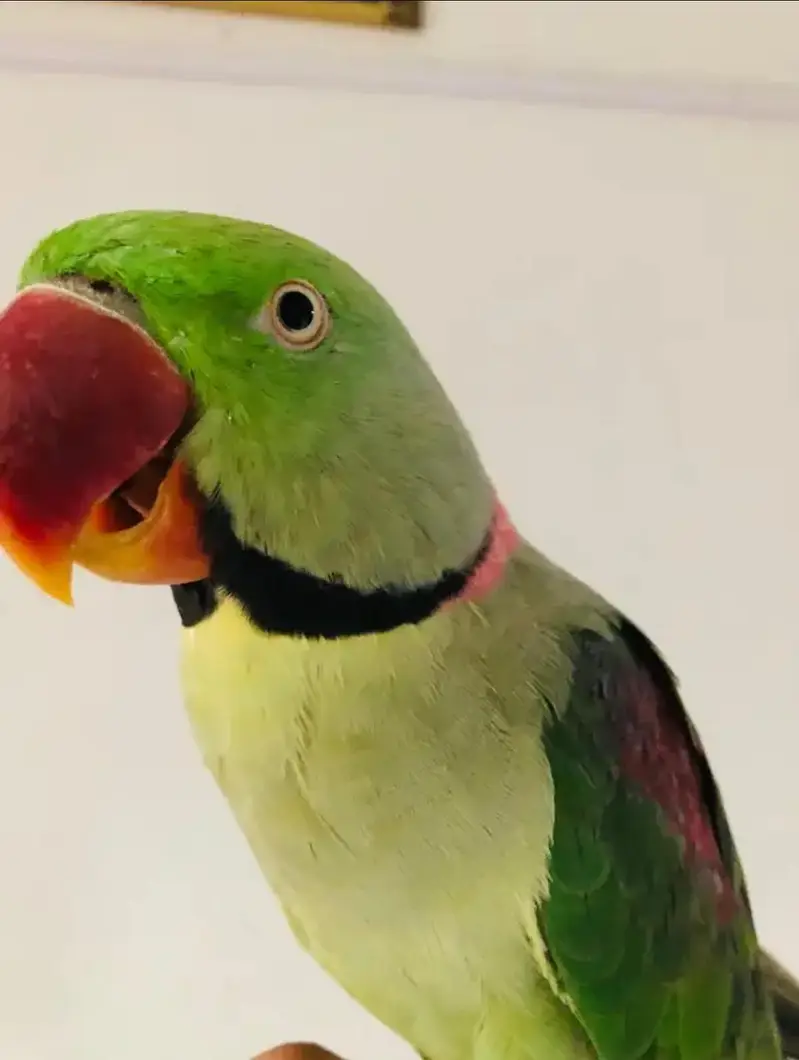 Alexandrine Raw Male — photo 4