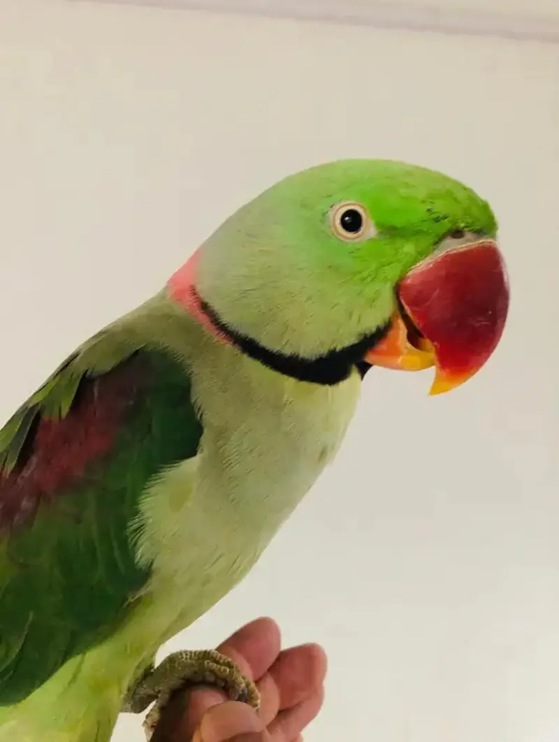 Alexandrine Raw Male — photo 5