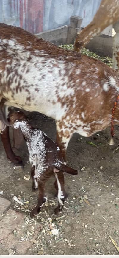 Goat for sale