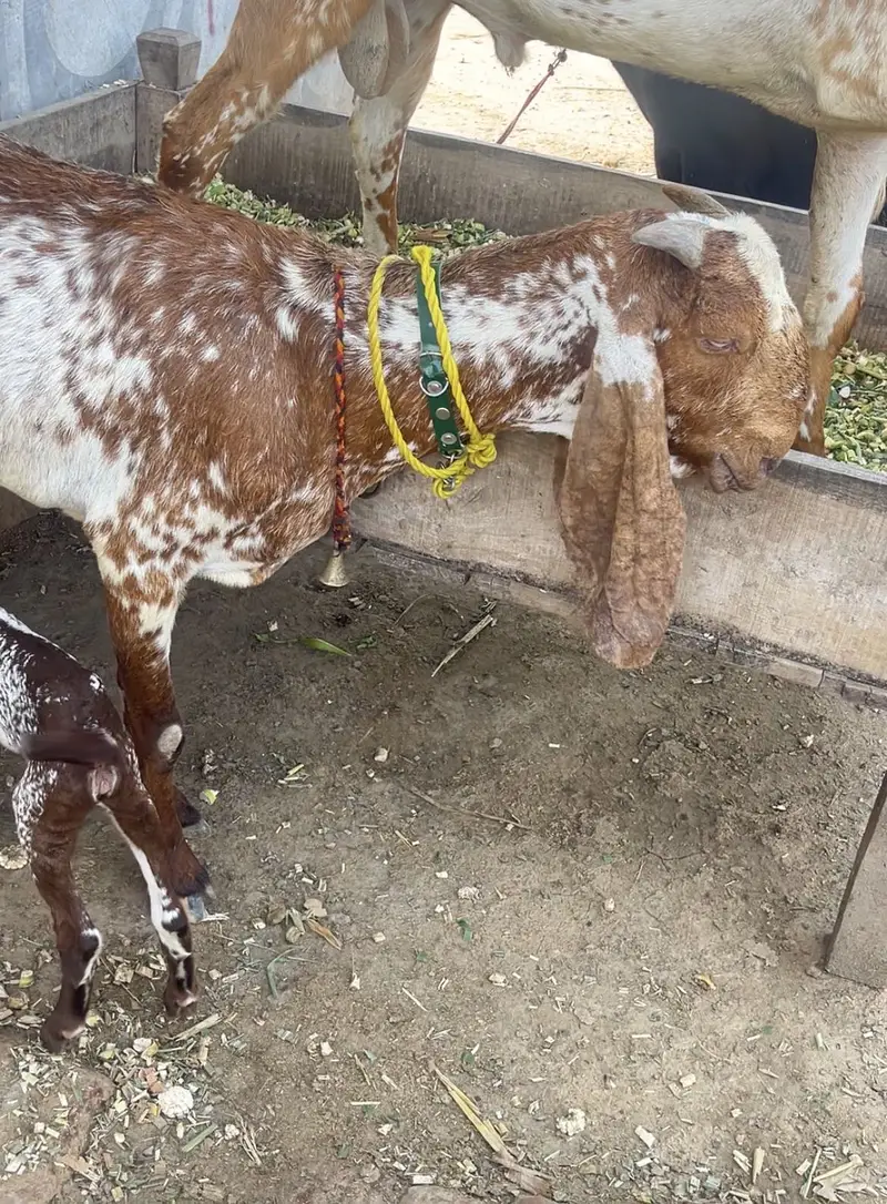 Goat for sale — photo 2