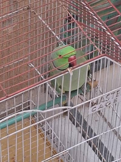 parrot