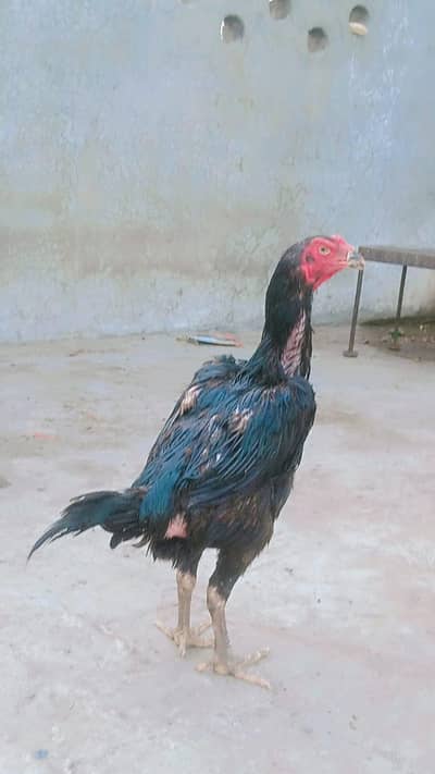 Healthy and Active breeder pair and breeder male urgent sale