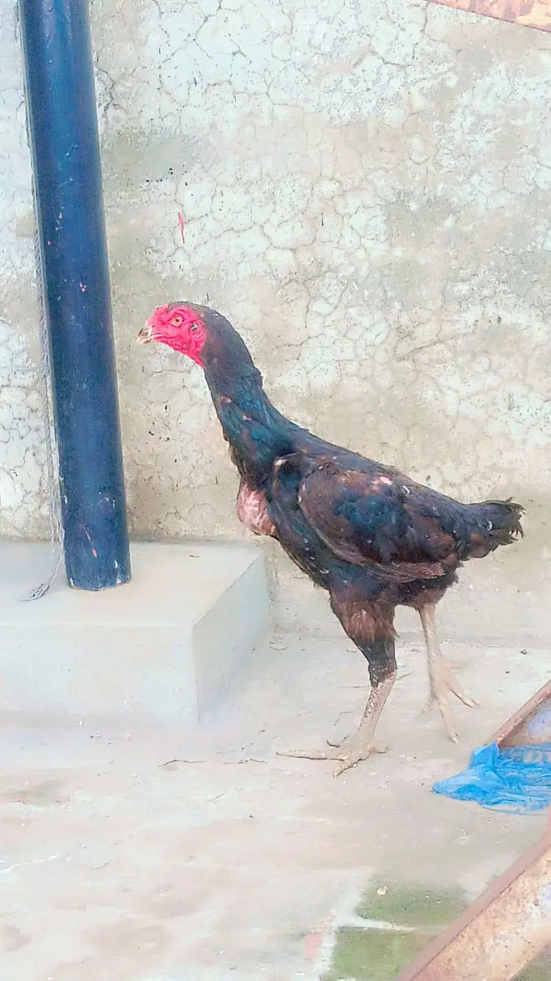 Healthy and Active breeder pair and breeder male urgent sale — photo 2