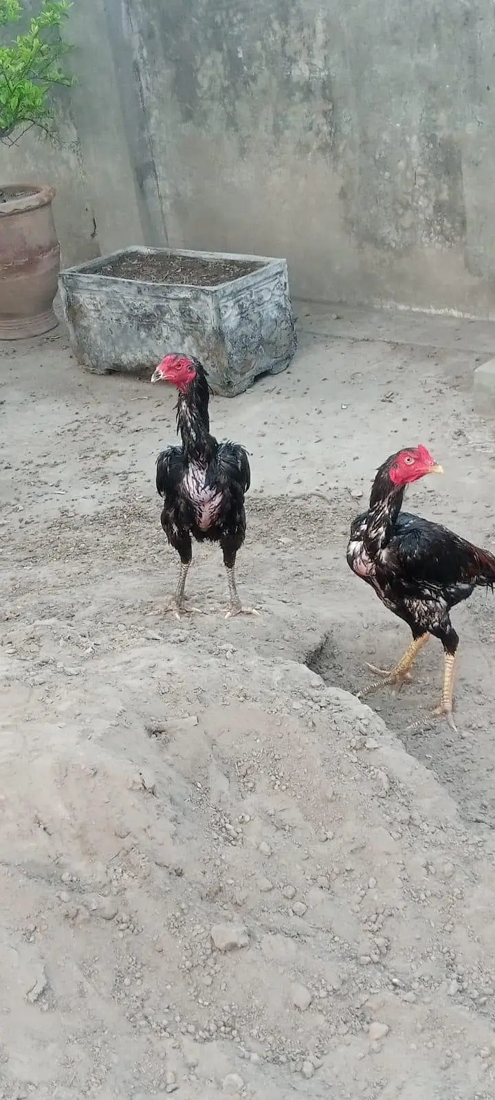 Healthy and Active breeder pair and breeder male urgent sale — photo 4