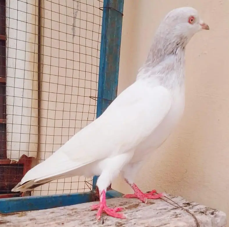 mian nazeer waly golden male — photo 2