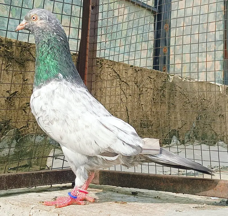 mian nazeer waly golden male — photo 3