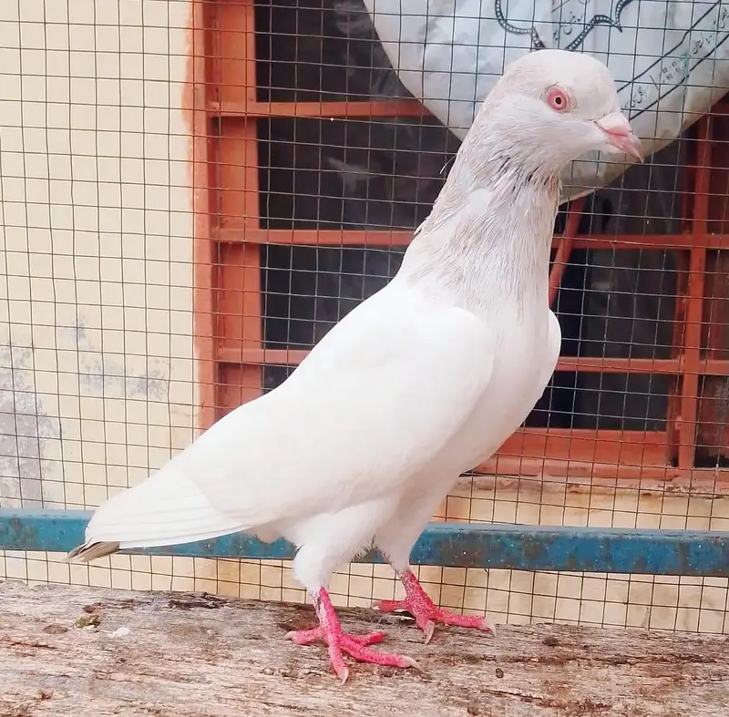 mian nazeer waly golden male — photo 4