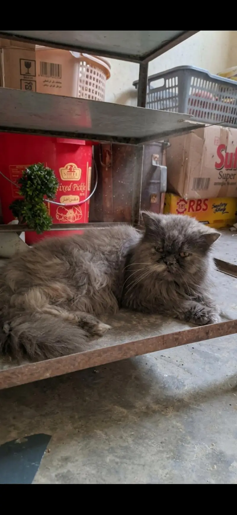 punch face breeder female — photo 2