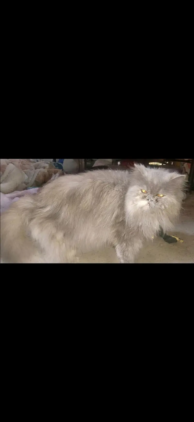 punch face breeder female — photo 3
