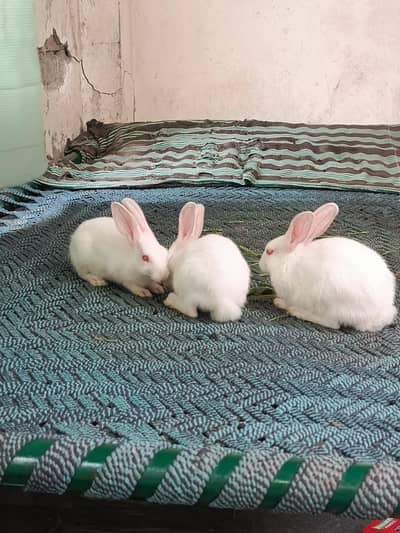Healthy and Active Rabbit baby 1male and 2 female