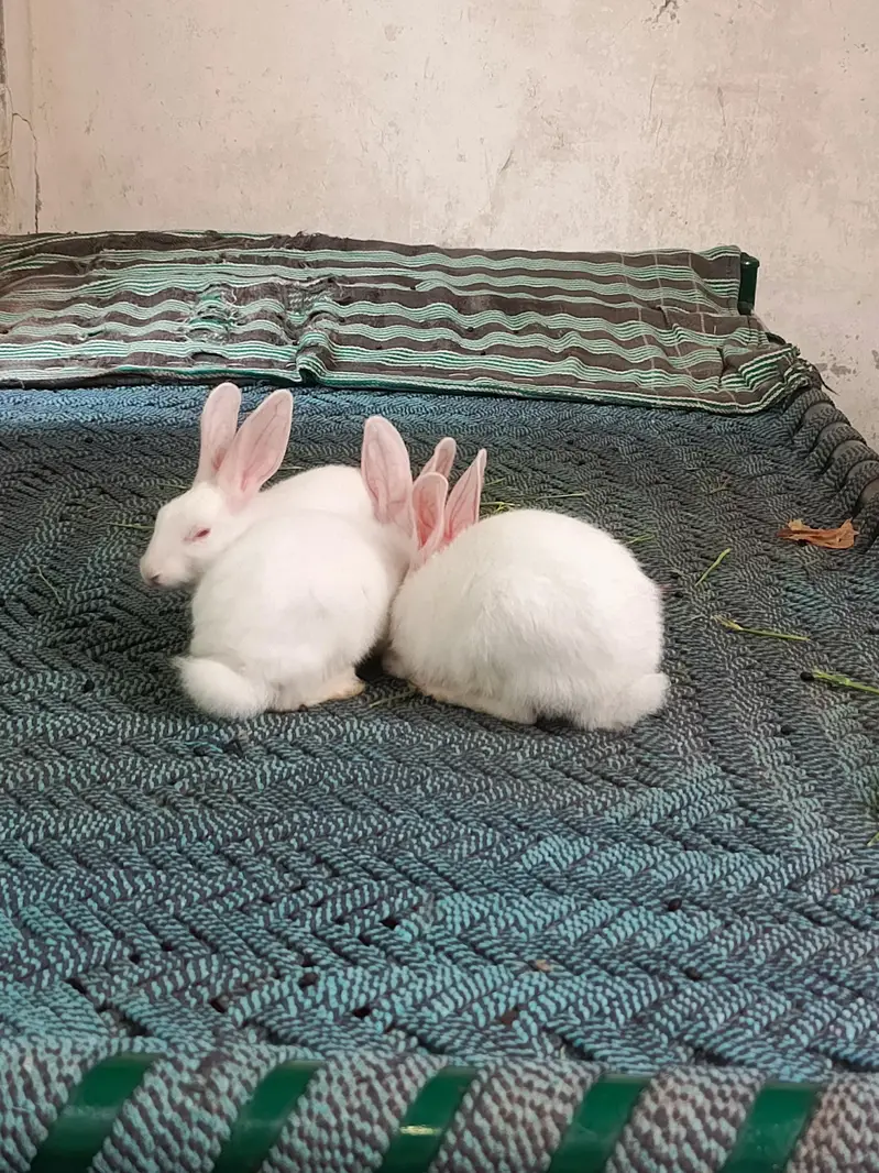 Healthy and Active Rabbit baby 1male and 2 female — photo 2