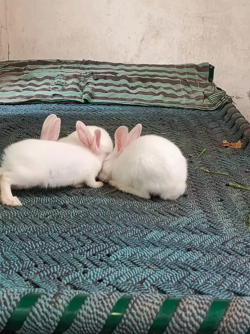 Healthy and Active Rabbit baby 1male and 2 female — photo 3