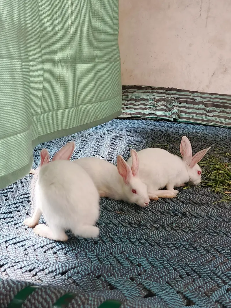Healthy and Active Rabbit baby 1male and 2 female — photo 4