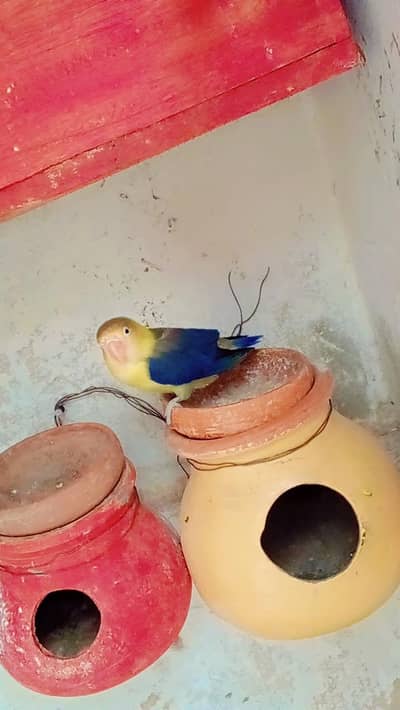 Love bird breader femail