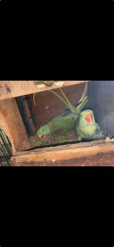Raw Parrot full Adult Pair