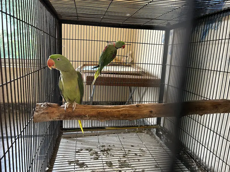 Raw Parrot full Adult Pair — photo 2