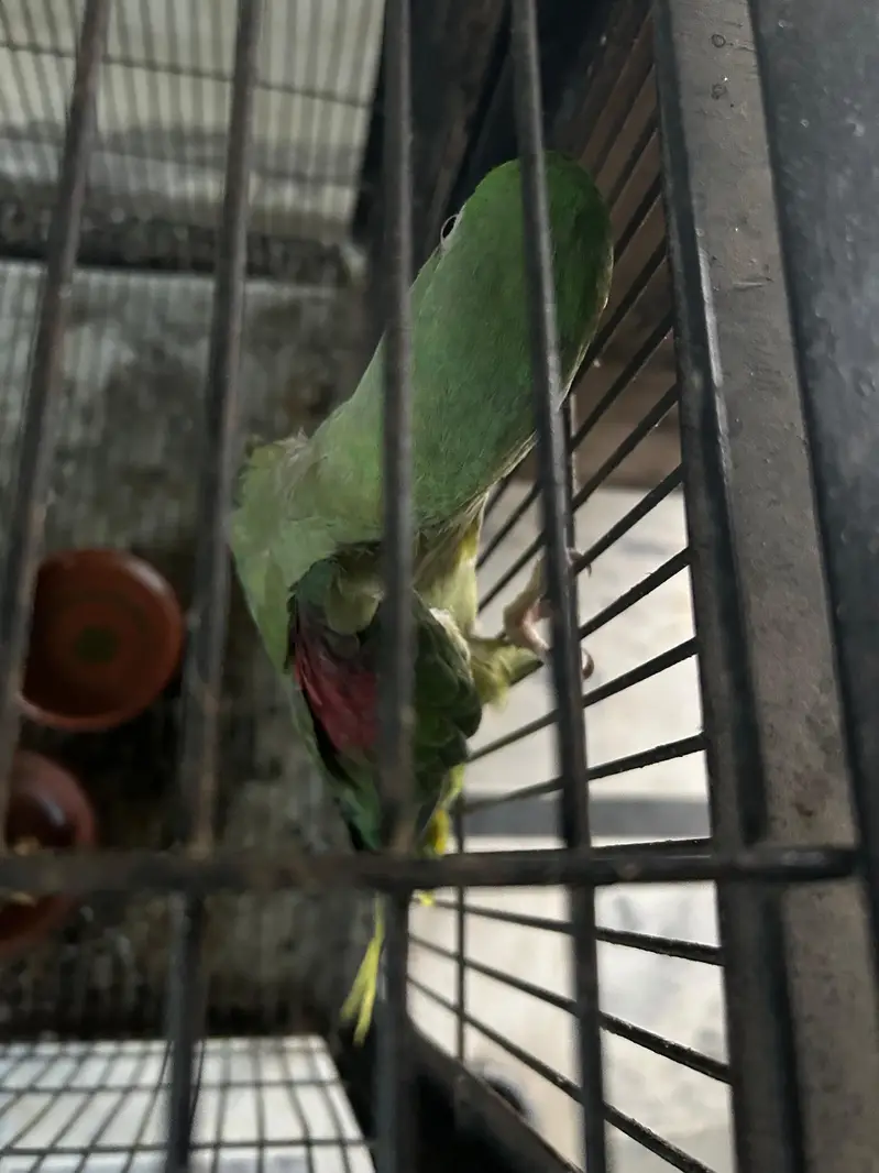 Raw Parrot full Adult Pair — photo 3