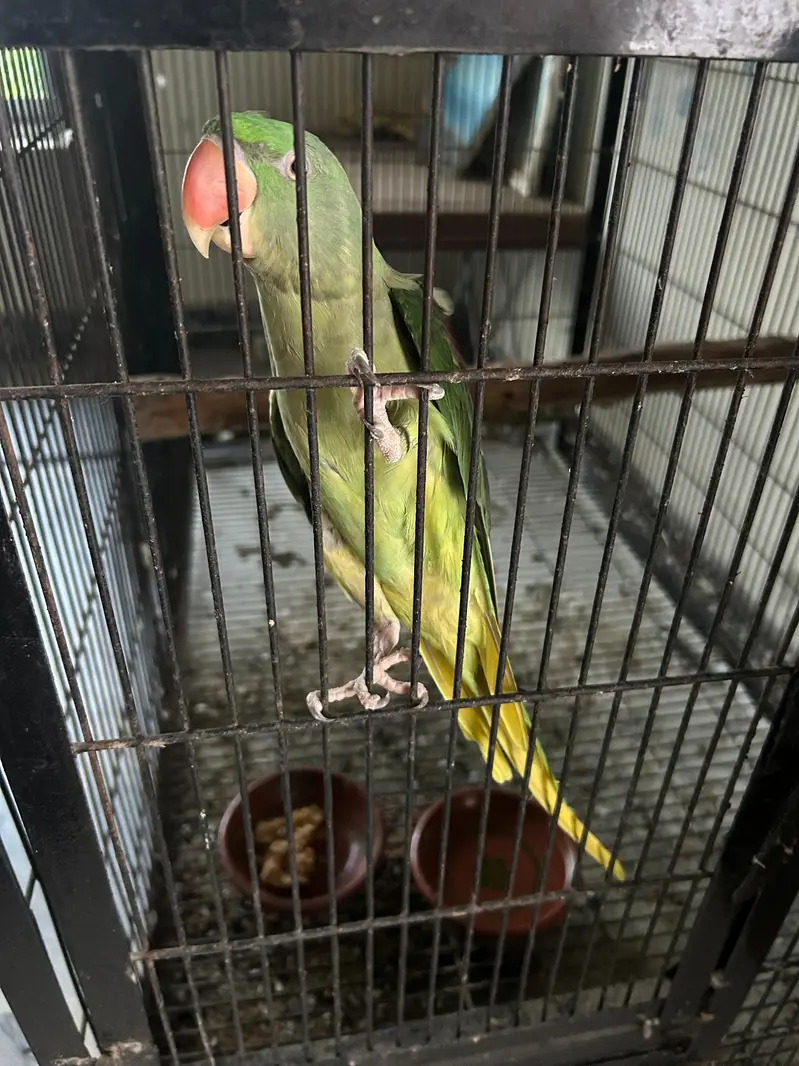 Raw Parrot full Adult Pair — photo 4