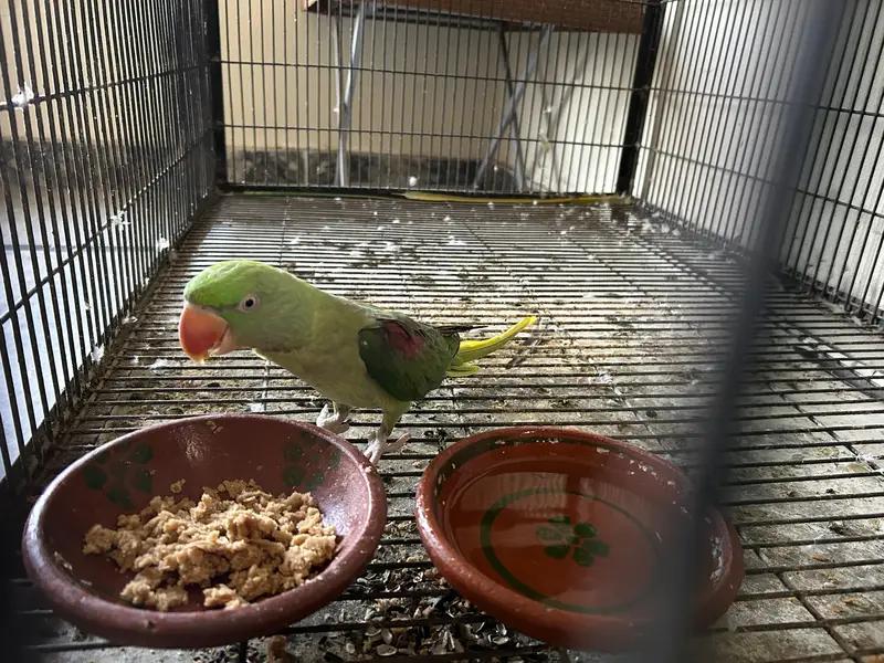 Raw Parrot full Adult Pair — photo 5