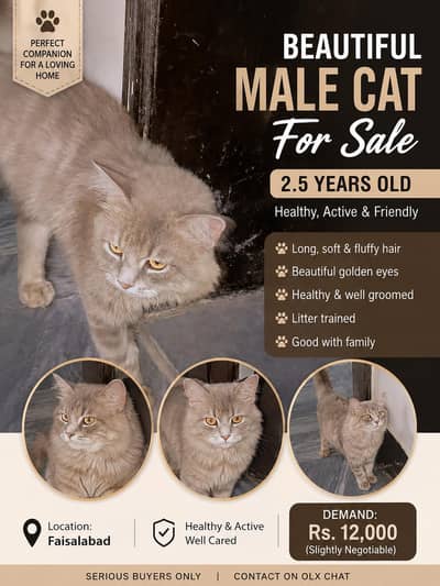 Beautiful Long Hair Male Cat for Sale – 2.5 Years – Faisalabad