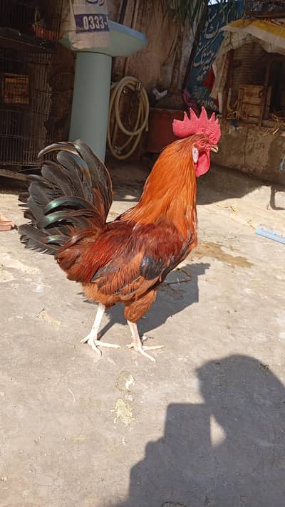 JUMBO SIZE BREEDER MAIL