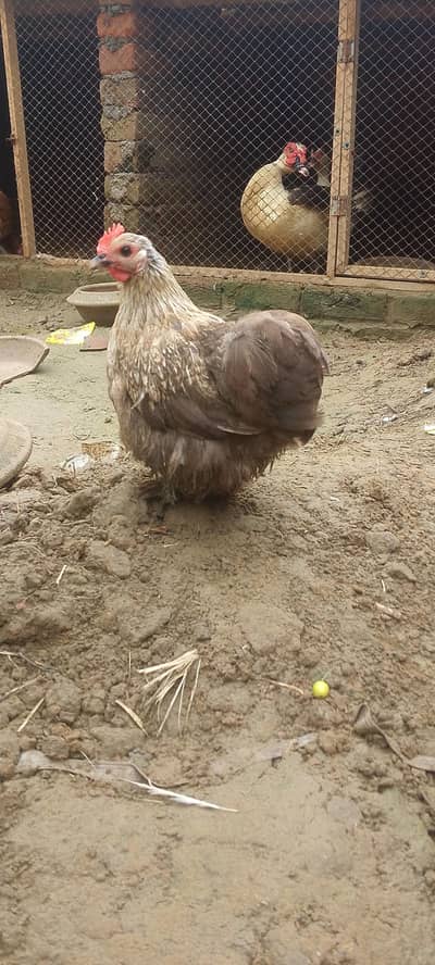 Bantam female
