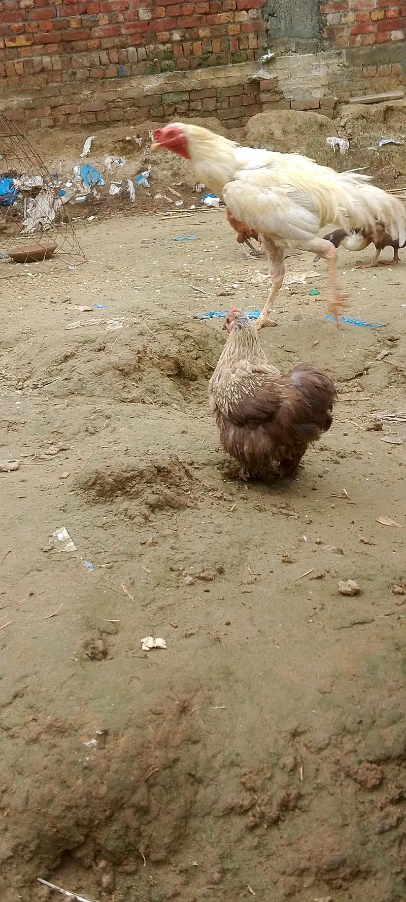 Bantam female — photo 2