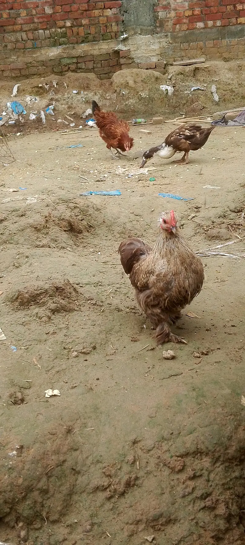 Bantam female — photo 3