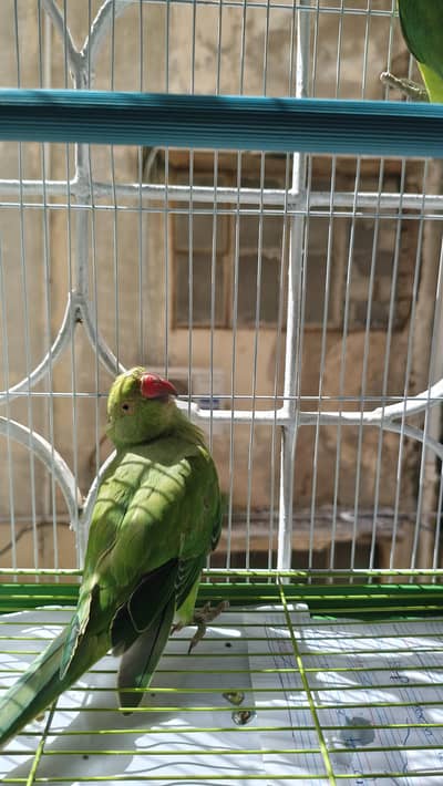 Female parrot