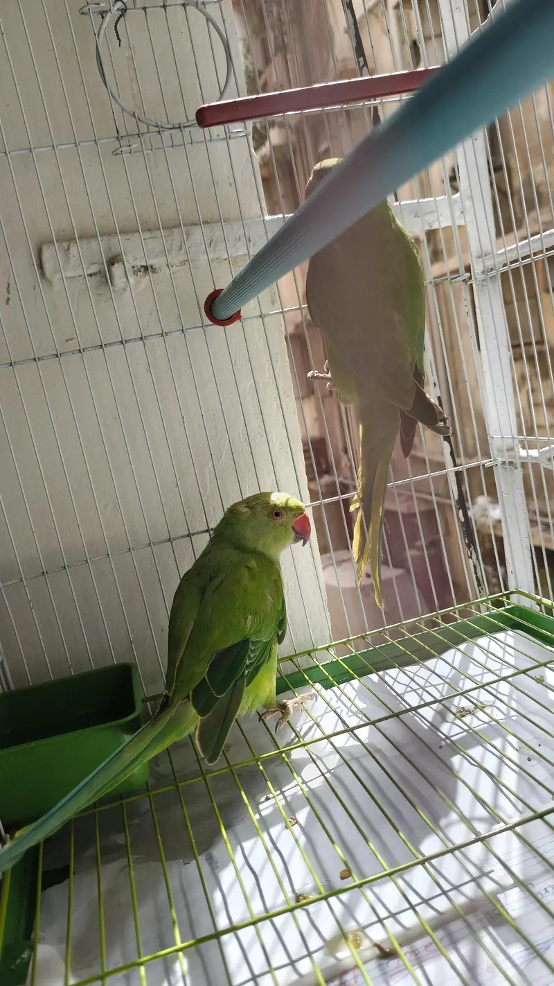 Female parrot with cage — photo 2