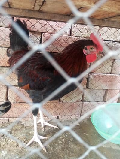Golden Misri Murga 1kg only 800 Rupees