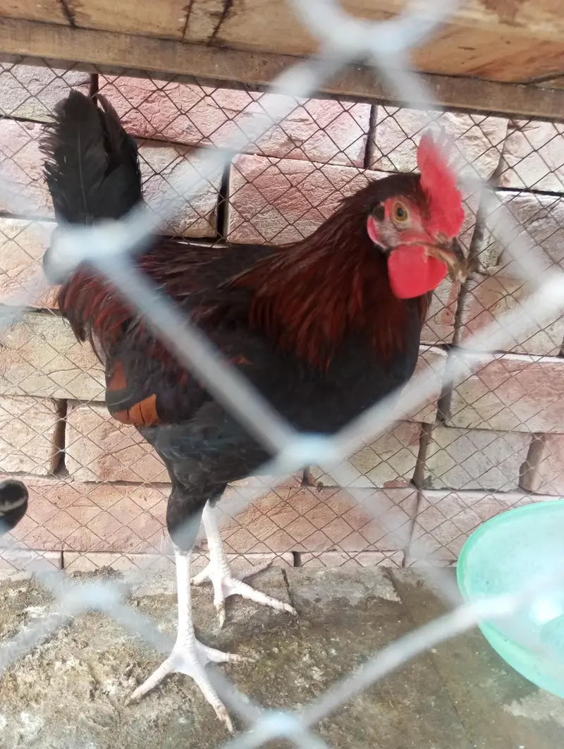Golden Misri Murga 1kg only 800 Rupees — photo 2