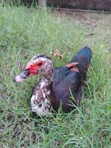 Muscovy duck bird