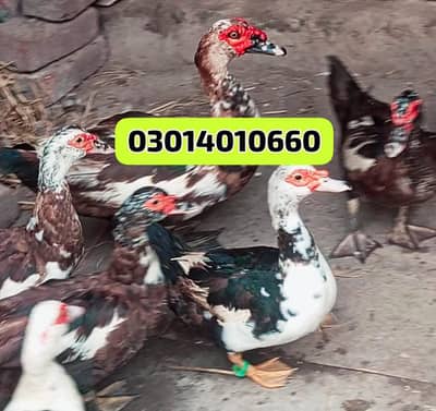 Muscovy other USS nasal ducks urgent sale
