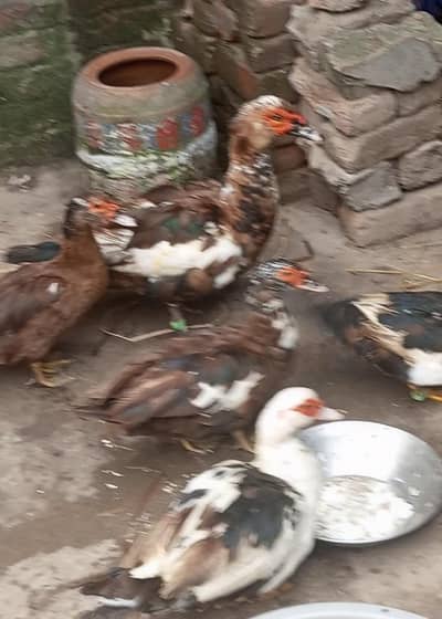 Muscovy ducks available