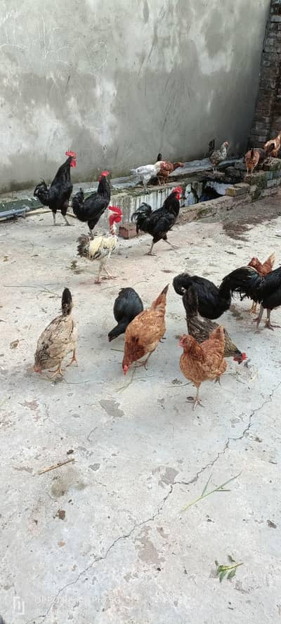 hens for sale