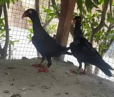 high quality danish 2 males and 1 black danish pair