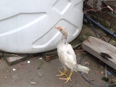 Adeel Chicks age 3 Months. Total 5 Piece