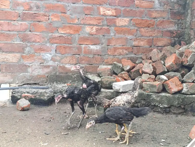 Adeel Chicks age 3 Months. Total 5 Piece — photo 2