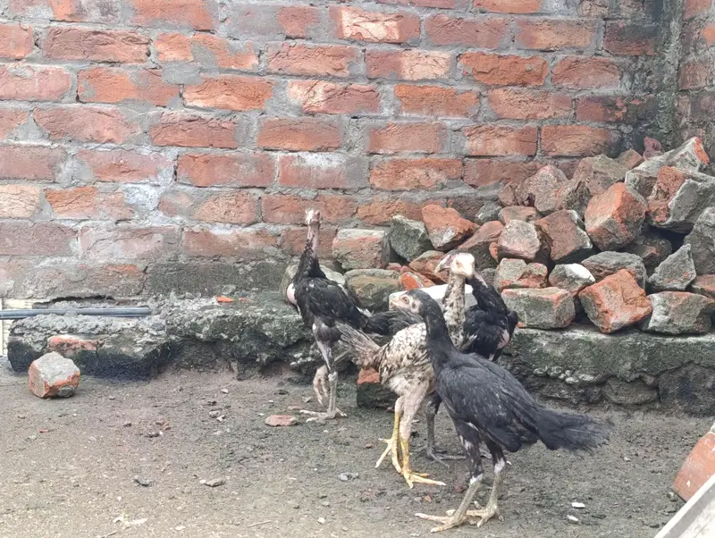 Adeel Chicks age 3 Months. Total 5 Piece — photo 3