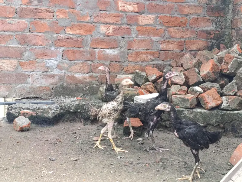 Adeel Chicks age 3 Months. Total 5 Piece — photo 4