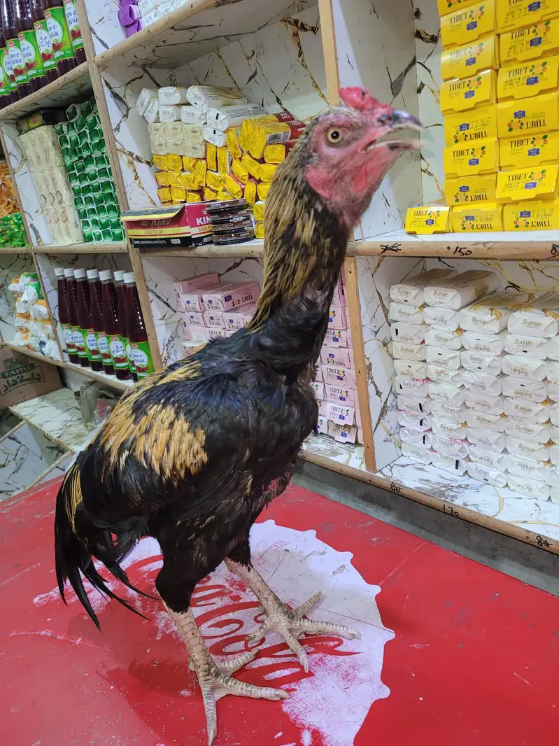 aseel murgal 3kg mora — photo 4