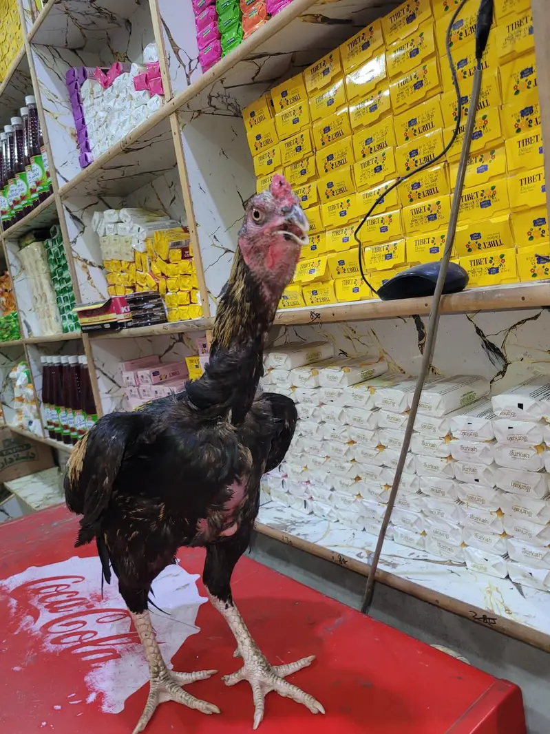 aseel murgal 3kg mora — photo 5