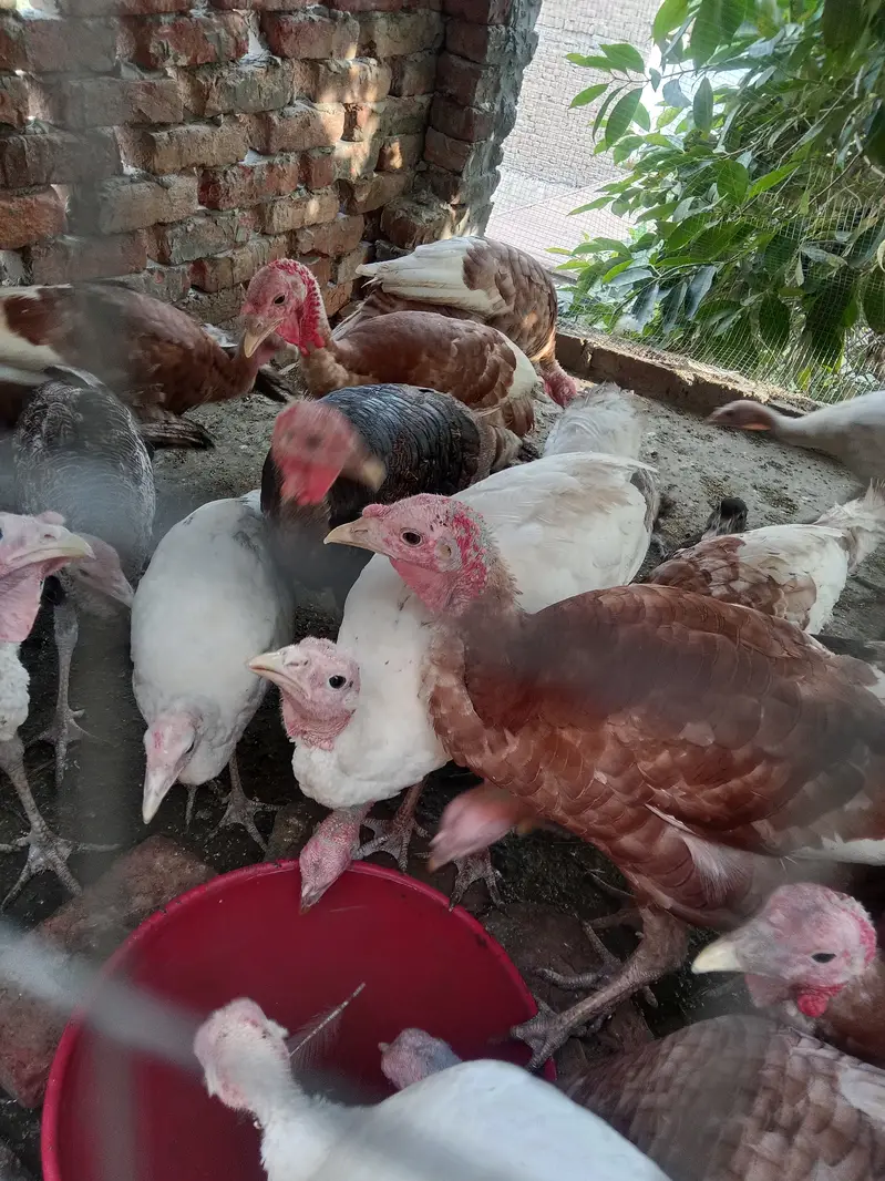 Turkey Golden, white, black