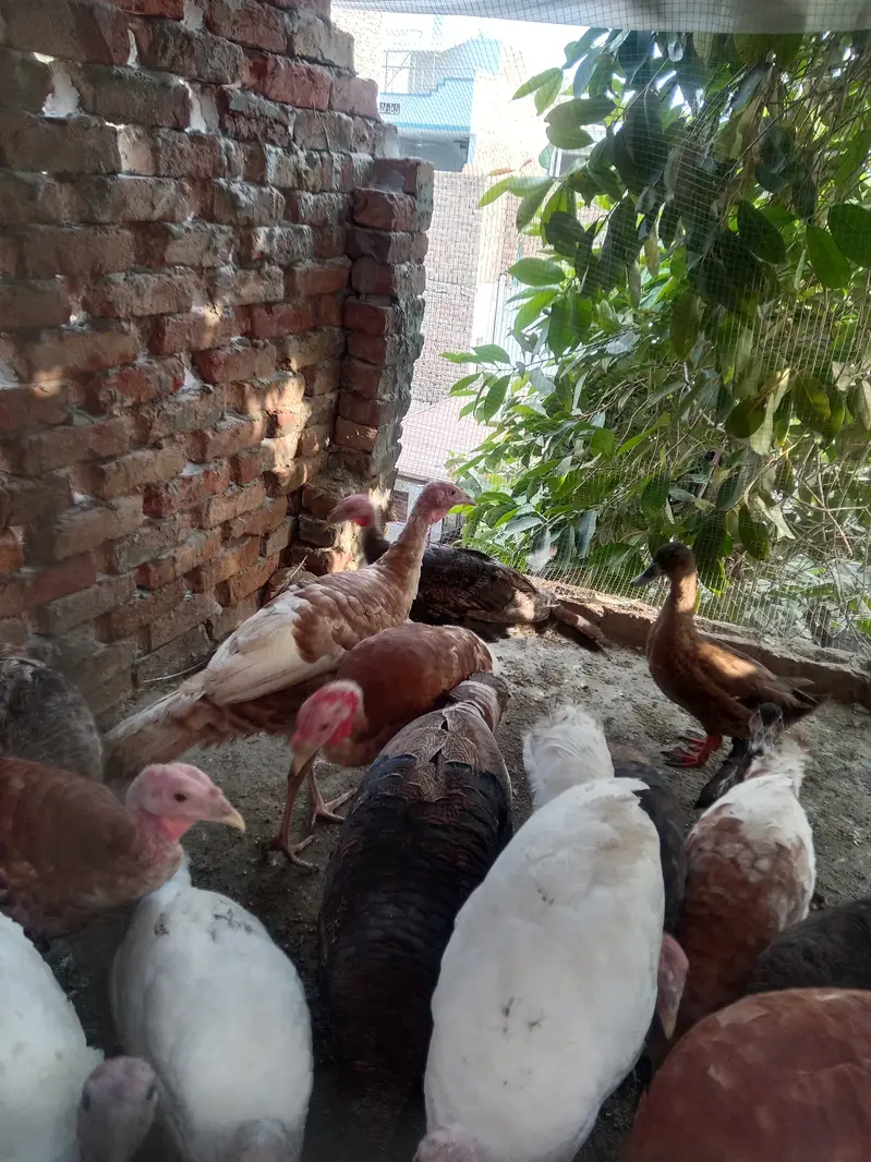 Turkey Golden, white, black — photo 2