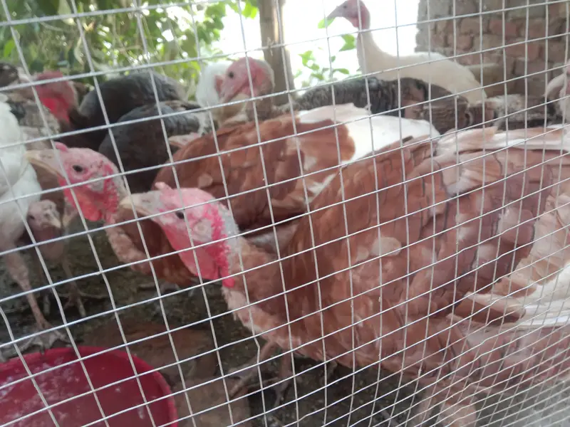 Turkey Golden, white, black — photo 3